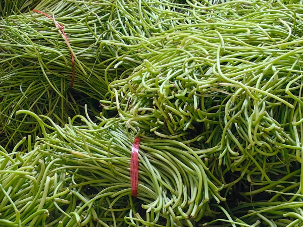 切段山芋梗